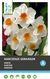 Intratuin Bloembollen Narcis (Narcissus 'Geranium') 5 Stuks
