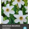 Intratuin Bloembollen Narcis (Narcissus 'Recurvus') 5 Stuks -Tuinplanten Winkel 8717263341796 1 1