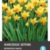 Intratuin Bloembollen Narcis (Narcissus 'Jetfire') 10 Stuks 2 Intratuin Bloembollen Narcis (Narcissus 'Jetfire') 10 Stuks -Tuinplanten Winkel 8717263341864 1 1