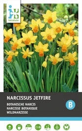 Intratuin Bloembollen Narcis (Narcissus 'Jetfire') 10 Stuks