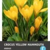 Intratuin Bloembollen Krokus (Crocus 'Yellow Mammouth') 15 Stuks 2 Intratuin Bloembollen Krokus (Crocus 'Yellow Mammouth') 15 Stuks -Tuinplanten Winkel 8717263341932 1 1