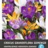 Intratuin Bloembollen Krokus (Crocus Grandiflora) Gemengd 15 Stuks -Tuinplanten Winkel 8717263341963 1 1