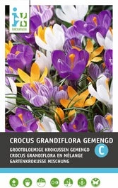 Intratuin Bloembollen Krokus (Crocus Grandiflora) Gemengd 15 Stuks 3 Intratuin Bloembollen Krokus (Crocus Grandiflora) Gemengd 15 Stuks