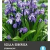 Intratuin Bloembollen Sterhyacint (Scilla Siberica) 20 Stuks 1 Intratuin Bloembollen Sterhyacint (Scilla Siberica) 20 Stuks -Tuinplanten Winkel 8717263342144 1 1