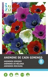 Intratuin Bloemknollen Anemoon (Anemone 'De Caen') Gemengd 25 Stuks