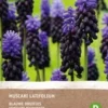 Intratuin Biologische Bloembollen Blauw Druifje (Muscari Latifolium) 10 Stuks