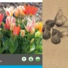 Intratuin Bloembollen Tulp (Tulipa 'Greiggi') Rood, Roze, Wit 25 Stuks 1 Intratuin Bloembollen Tulp (Tulipa 'Greiggi') Rood, Roze, Wit 25 Stuks -Tuinplanten Winkel 8717263342700 2