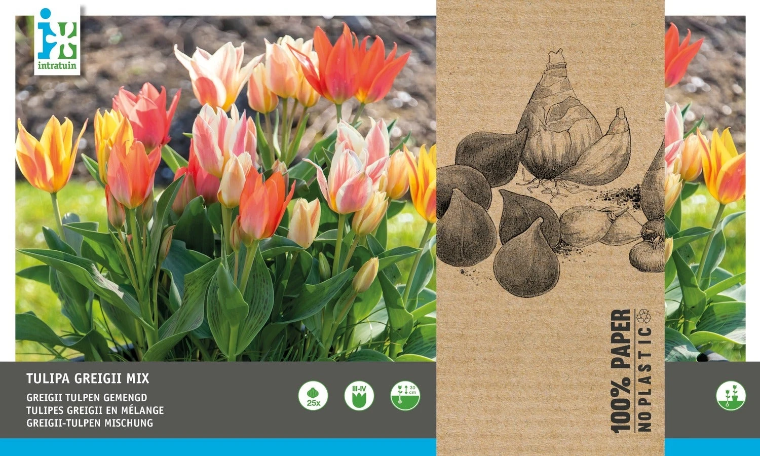 Intratuin Bloembollen Tulp (Tulipa 'Greiggi') Rood, Roze, Wit 25 Stuks 3 Intratuin Bloembollen Tulp (Tulipa 'Greiggi') Rood, Roze, Wit 25 Stuks