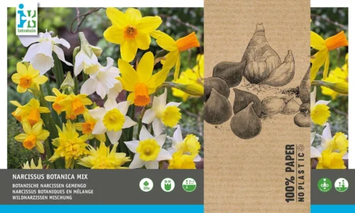 Intratuin Bloembollen Botanische Narcis (Narcissus) Wit, Geel 35 Stuks -Tuinplanten Winkel 8717263342731 1 1