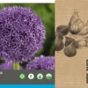 Intratuin Bloembollen Sierui (Allium 'Globemaster') 2 Stuks -Tuinplanten Winkel 8717263342779 2