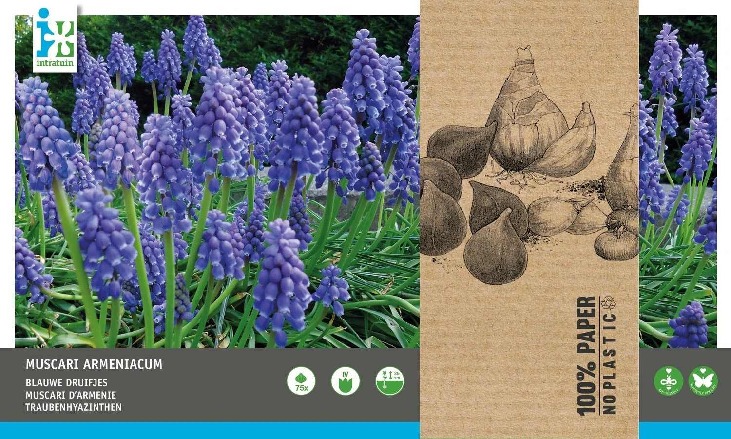 Intratuin Bloembollen Blauw Druifje (Muscari Armeniacum) 75 Stuks 4 Intratuin Bloembollen Blauw Druifje (Muscari Armeniacum) 75 Stuks - Afbeelding 2