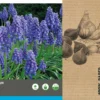 Intratuin Bloembollen Blauw Druifje (Muscari Armeniacum) 75 Stuks 1 Intratuin Bloembollen Blauw Druifje (Muscari Armeniacum) 75 Stuks -Tuinplanten Winkel 8717263342816 2 1