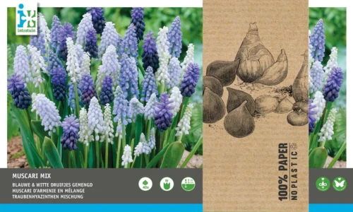 Intratuin Bloembollen Blauw Druifje (Muscari) Blauw, Wit 40 Stuks 5 Intratuin Bloembollen Blauw Druifje (Muscari) Blauw, Wit 40 Stuks -Tuinplanten Winkel 8717263342823 1 1