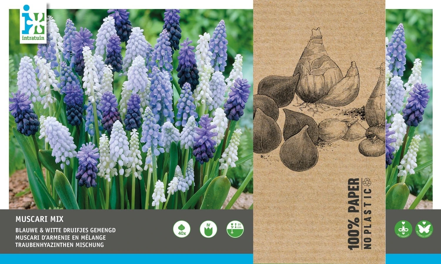 Intratuin Bloembollen Blauw Druifje (Muscari) Blauw, Wit 40 Stuks 4 Intratuin Bloembollen Blauw Druifje (Muscari) Blauw, Wit 40 Stuks - Afbeelding 2