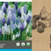 Intratuin Bloembollen Blauw Druifje (Muscari) Blauw, Wit 40 Stuks 2 Intratuin Bloembollen Blauw Druifje (Muscari) Blauw, Wit 40 Stuks -Tuinplanten Winkel 8717263342823 2