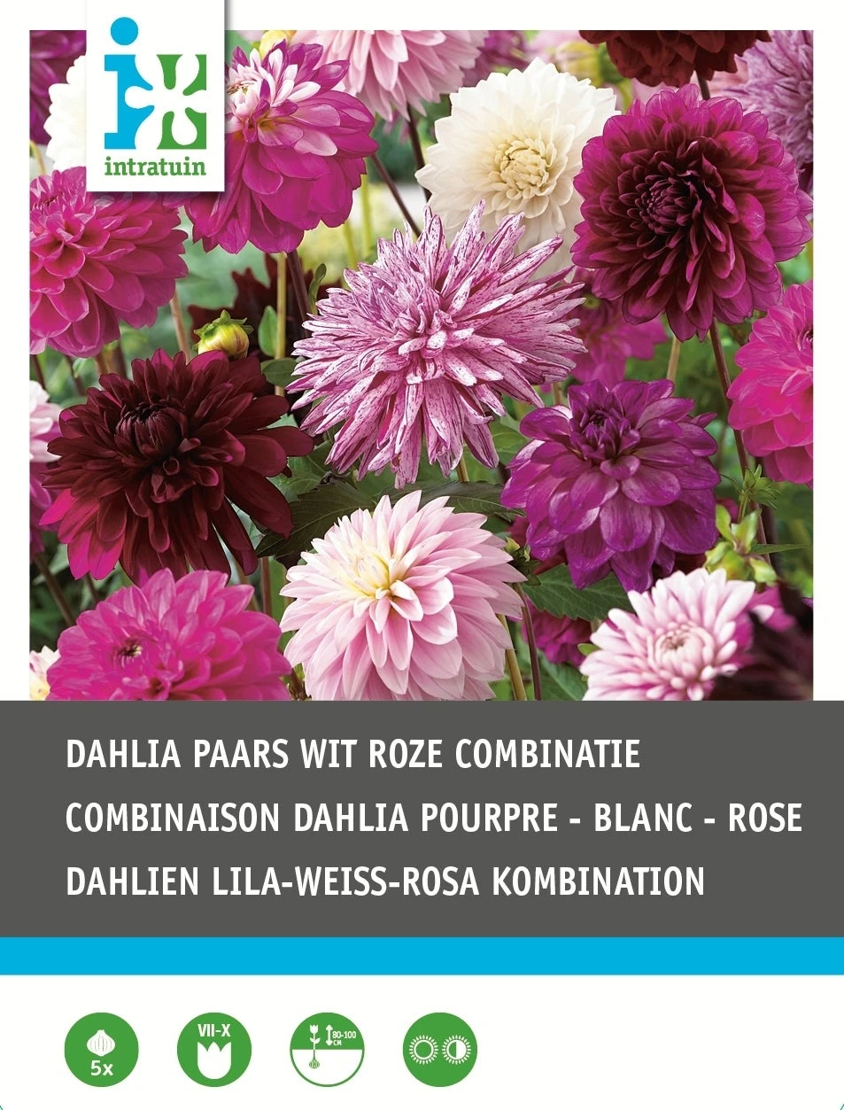 Intratuin Dahlia Knol (Dahlia) Paars Wit Violet Gemengd 5 Stuks 3 Intratuin Dahlia Knol (Dahlia) Paars Wit Violet Gemengd 5 Stuks