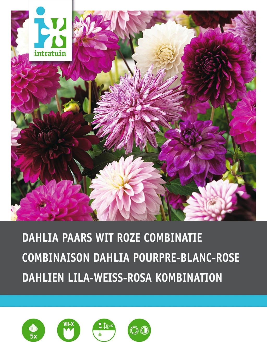 Intratuin Dahlia Knol (Dahlia) Paars Wit Violet Gemengd 5 Stuks 4 Intratuin Dahlia Knol (Dahlia) Paars Wit Violet Gemengd 5 Stuks - Afbeelding 2