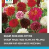 Intratuin Dahlia Knol (Dahlia) Rood Wit Roze Gemengd 5 Stuks -Tuinplanten Winkel 8717263345237 1