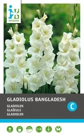 Intratuin Bloembollen Gladiool (Gladiolus 'Bangladesh') 10 Stuks 3 Intratuin Bloembollen Gladiool (Gladiolus 'Bangladesh') 10 Stuks