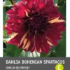 Intratuin Dahlia Knol (Dahlia 'Bohemian Spartacus') 1 Intratuin Dahlia Knol (Dahlia 'Bohemian Spartacus') -Tuinplanten Winkel 8717263345374 1 1