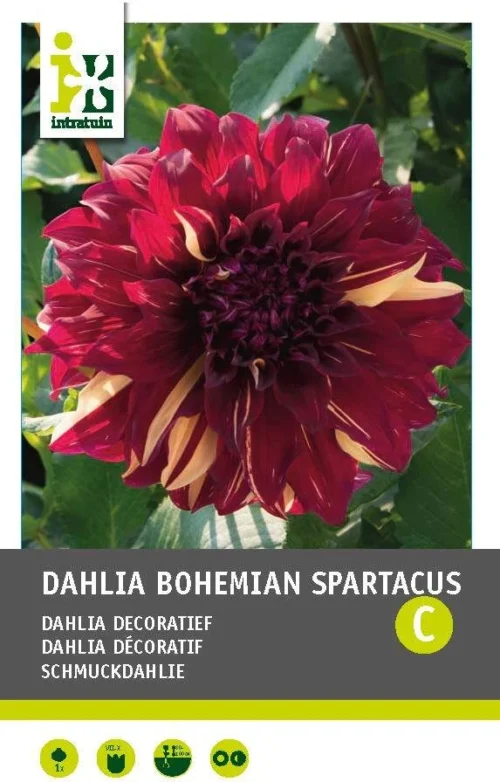 Intratuin Dahlia Knol (Dahlia 'Bohemian Spartacus')