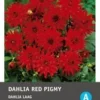 Intratuin Dahlia Knol (Dahlia Cactus 'Red Pigmy') -Tuinplanten Winkel 8717263345398 1