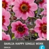 Intratuin Dahlia Knol (Dahlia 'Happy Single Wink') 1 Intratuin Dahlia Knol (Dahlia 'Happy Single Wink') -Tuinplanten Winkel 8717263345411 1