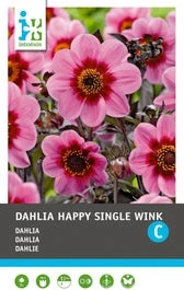 Intratuin Dahlia Knol (Dahlia 'Happy Single Wink')