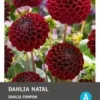 Intratuin Dahlia Knol (Dahlia Pompon 'Natal') 1 Intratuin Dahlia Knol (Dahlia Pompon 'Natal') -Tuinplanten Winkel 8717263345473 1 1