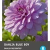 Intratuin Dahlia Knol (Dahlia Deco 'Blue Boy') -Tuinplanten Winkel 8717263345640 1 1