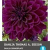 Intratuin Dahlia Knol (Dahlia 'Thomas Edison') -Tuinplanten Winkel 8717263345695 1 1