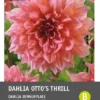 Intratuin Dahlia Knol (Dahlia 'Otto's Thrill') 1 Intratuin Dahlia Knol (Dahlia 'Otto's Thrill') -Tuinplanten Winkel 8717263345718 1