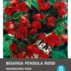 Intratuin Begonia Knol (Begonia Pendula) Rood 3 Stuks -Tuinplanten Winkel 8717263345732 1