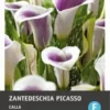 Calla (Zantedeschia 'Picasso') 2 Stuks 2 Calla (Zantedeschia 'Picasso') 2 Stuks -Tuinplanten Winkel 8717263345817 0