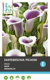 Calla (Zantedeschia 'Picasso') 2 Stuks