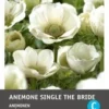Intratuin Anemoon Knol (Anemone Single 'The Bride') 25 Stuks 2 Intratuin Anemoon Knol (Anemone Single 'The Bride') 25 Stuks -Tuinplanten Winkel 8717263345886 1