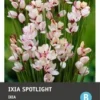 Intratuin Bloembol Ixia (Ixia 'Spotlight') 25 Stuks -Tuinplanten Winkel 8717263345947 1 1