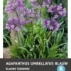 Intratuin Afrikaanse Lelie Knol (Agapanthus Umbellatum) Blauw 2 Intratuin Afrikaanse Lelie Knol (Agapanthus Umbellatum) Blauw -Tuinplanten Winkel 8717263346043 1