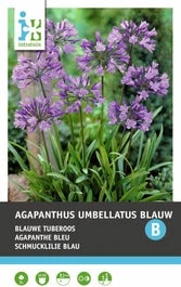 Intratuin Afrikaanse Lelie Knol (Agapanthus Umbellatum) Blauw