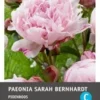 Intratuin Pioenroos Knol (Paeonia Lactiflora 'Sarah Bernhardt') -Tuinplanten Winkel 8717263346067 1 1