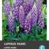 Intratuin Knol Lupine (Lupinus) Paars 4 Stuks -Tuinplanten Winkel 8717263346135 1 1