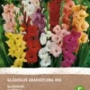 Intratuin Biologische Bloembollen Gladiool (Gladiolen Grandiflora) Gemengd 8 Stuks -Tuinplanten Winkel 8717263346463 1