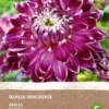 Intratuin Biologische Dahlia Knol (Dahlia 'Vancouver')