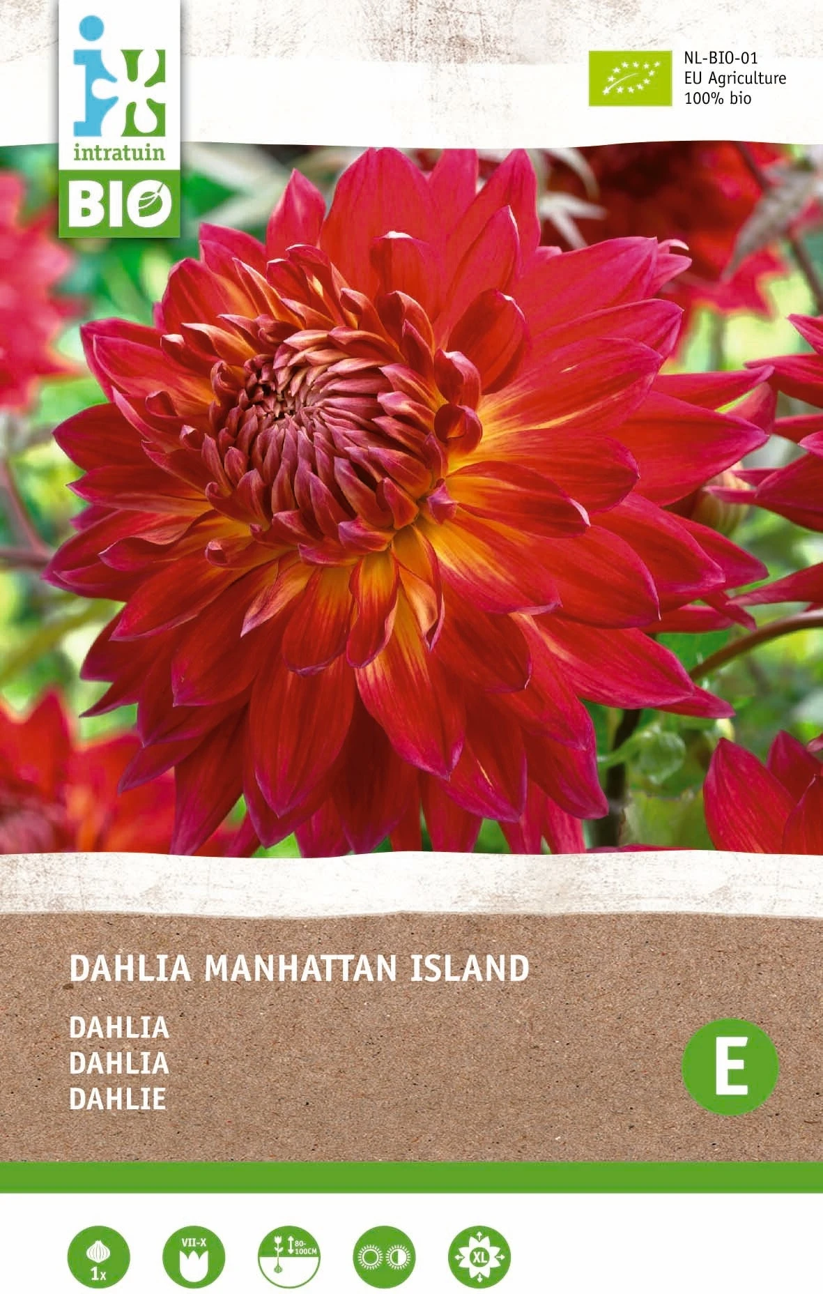 Intratuin Biologische Dahlia Knol (Dahlia 'Manhattan Island') 4 Intratuin Biologische Dahlia Knol (Dahlia 'Manhattan Island') - Afbeelding 2