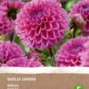 Intratuin Biologische Dahlia Knol (Dahlia 'Sandra')
