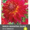 Intratuin Dahlia Knol (Dahlia 'Manhattan Island') -Tuinplanten Winkel 8717263346708 1 1