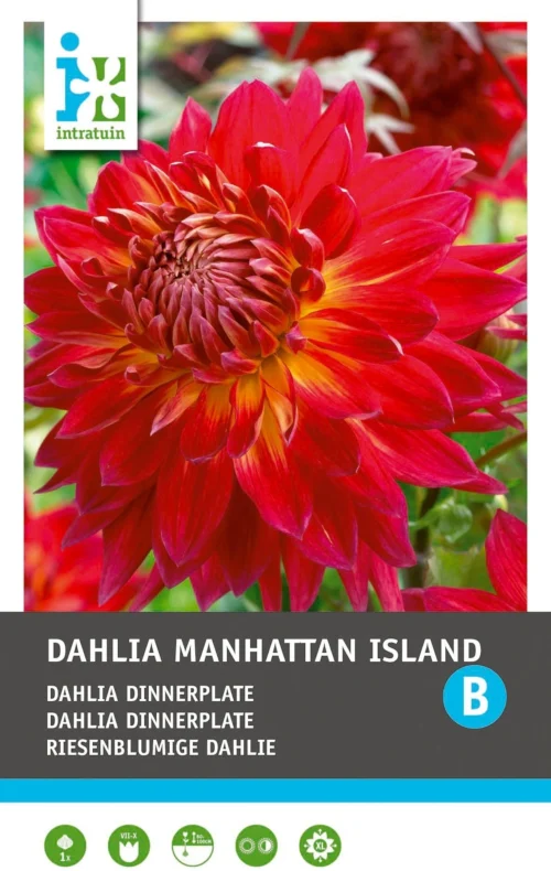 Intratuin Dahlia Knol (Dahlia 'Manhattan Island') -Tuinplanten Winkel 8717263346708 1 2
