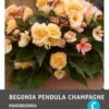 Intratuin Begonia Knol (Begonia Grandiflora 'Champagne') 3 Stuks 1 Intratuin Begonia Knol (Begonia Grandiflora 'Champagne') 3 Stuks -Tuinplanten Winkel 8717263346722 1