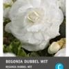 Intratuin Begonia Knol (Begonia Grandiflora White) 3 Stuks -Tuinplanten Winkel 8717263346739 1