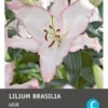 Intratuin Bloembollen Lelie (Lilium Oriental 'Brasilia') 2 Stuks -Tuinplanten Winkel 8717263346746 1 1